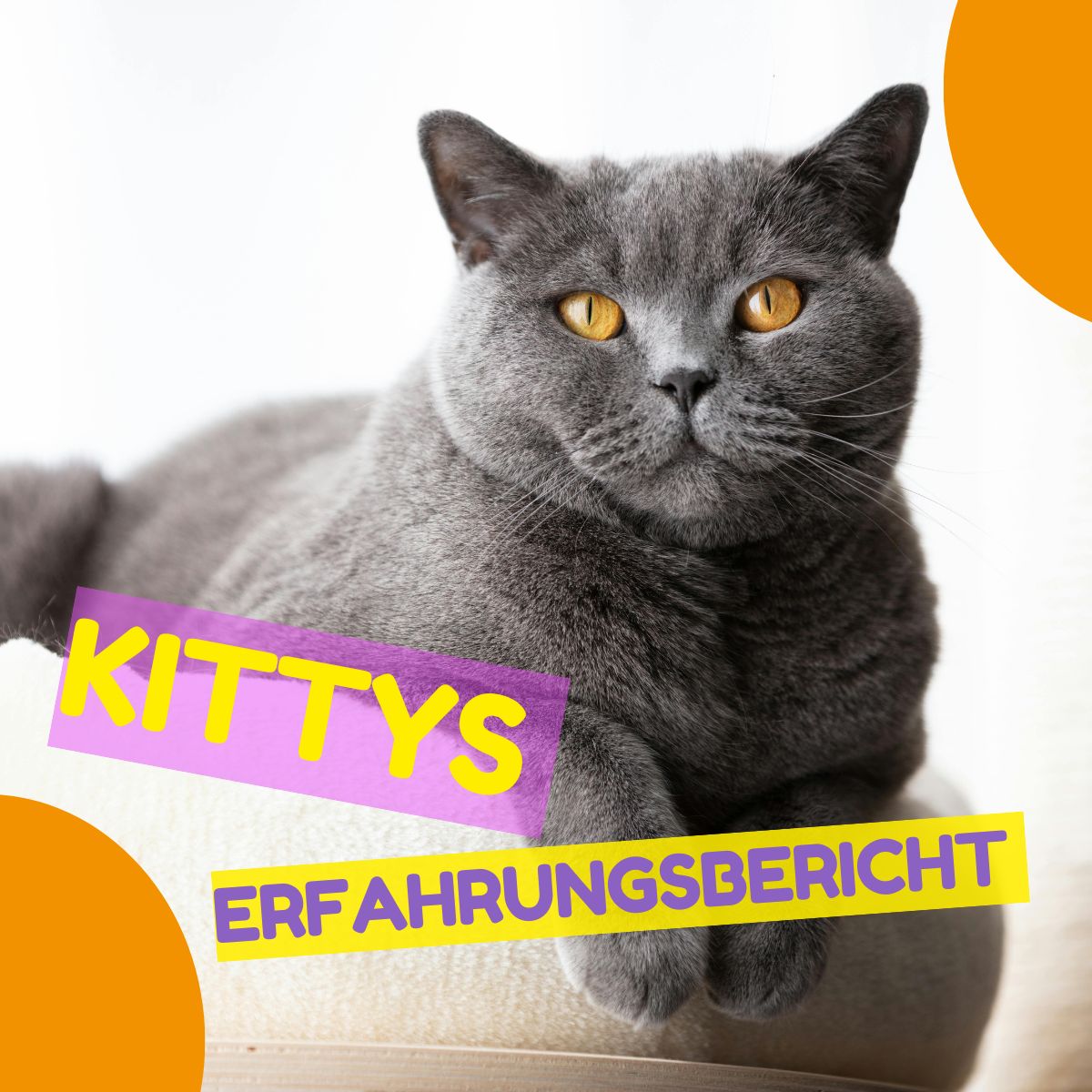 Kittys Erfahrungsbericht – Britisch Kurzhaar Katze