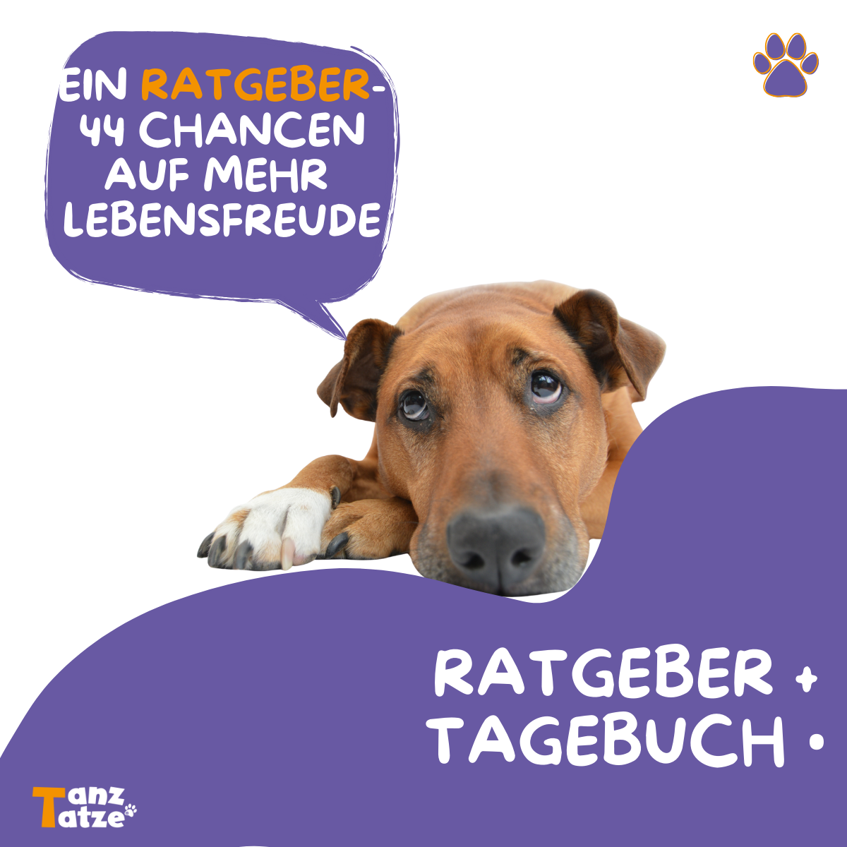 Odins Erfahrungsbericht – Hund mit Arthrose