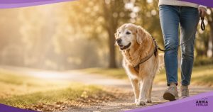 Älterer Hund geht ruhig über einen sonnigen Weg im Freien, entspannt und in gleichmäßigem Tempo