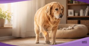 Kräftiger Golden Retriever steht frontal in einem hellen Raum, Körperbau gut erkennbar